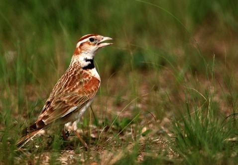 百灵人工繁育,百灵人工繁殖方法