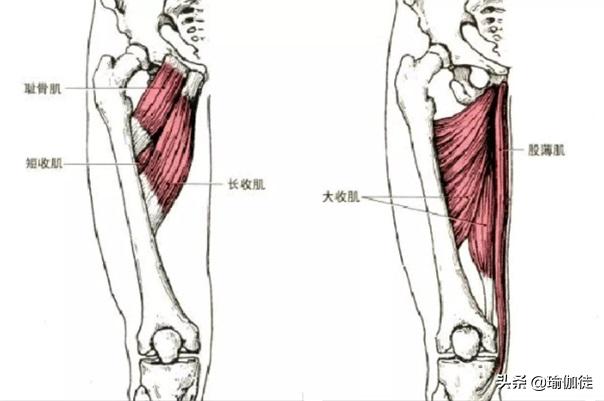 如何加强腿部内收肌,大腿内收肌低强度训练