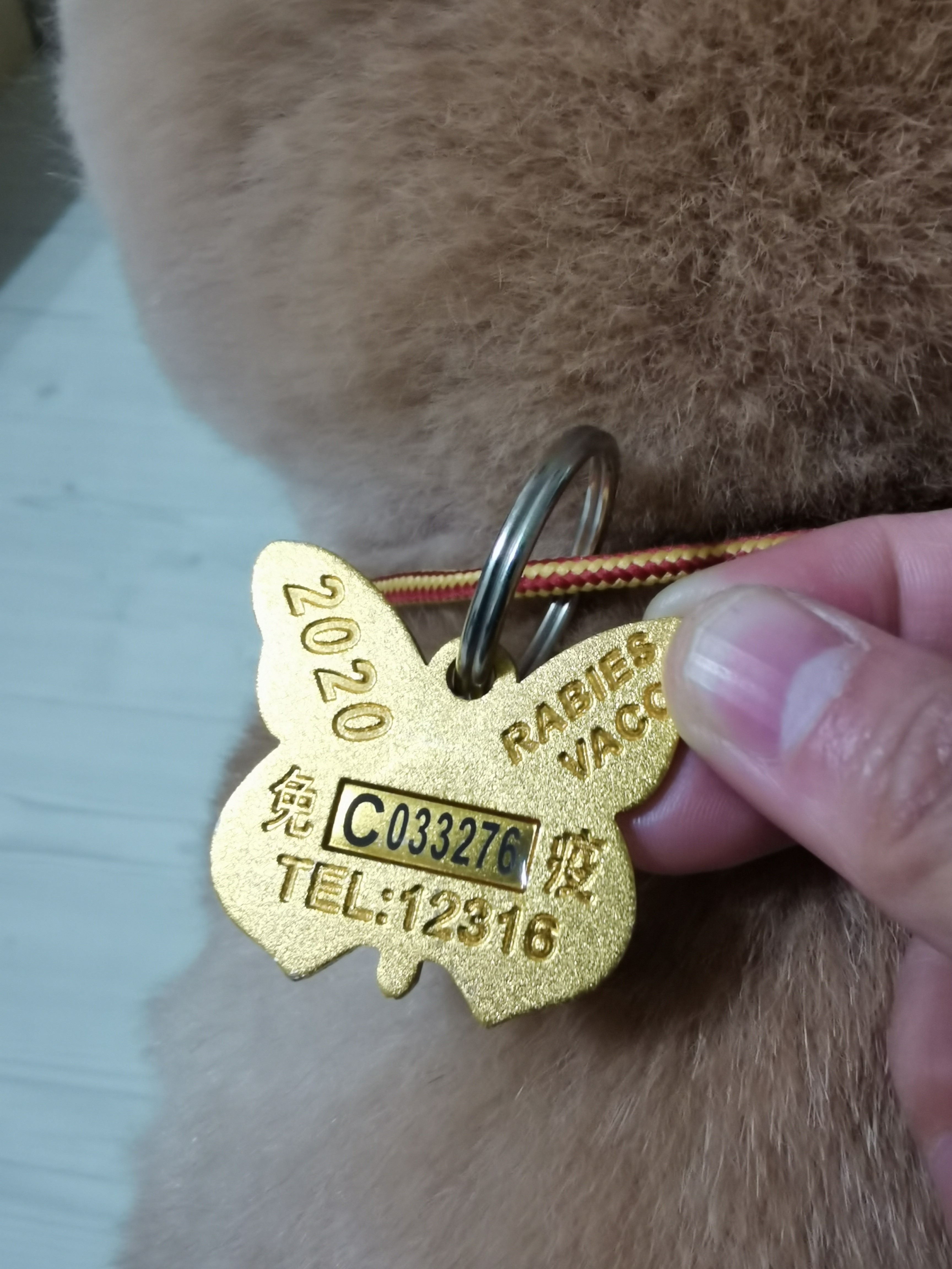 中国狂犬疫苗使用量世界第一。专家：消灭狂犬病，关键是把针打到狗身上