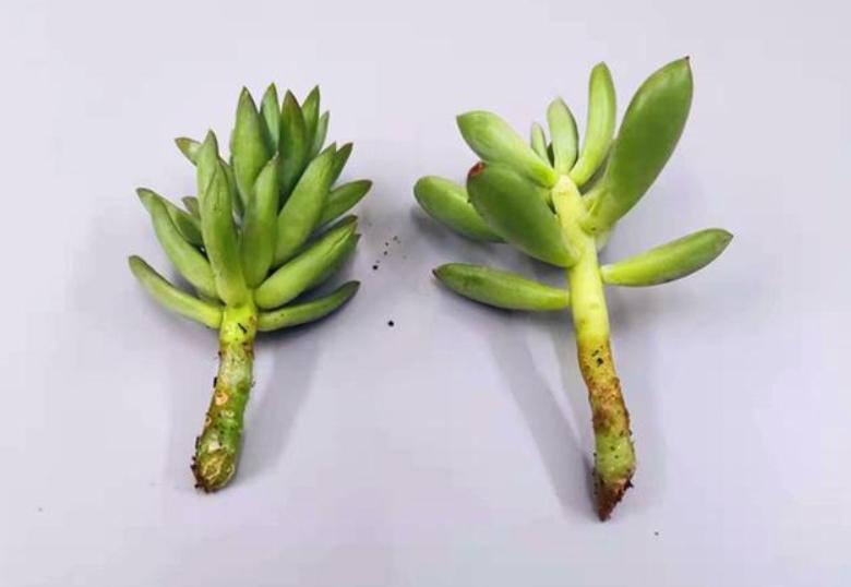 千佛手叶插苗怎么养,多肉千佛手的养殖方法和注意事项