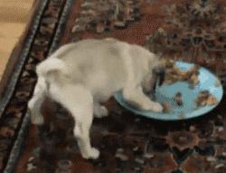 三个人逗一只狗,一只狗开心的日常