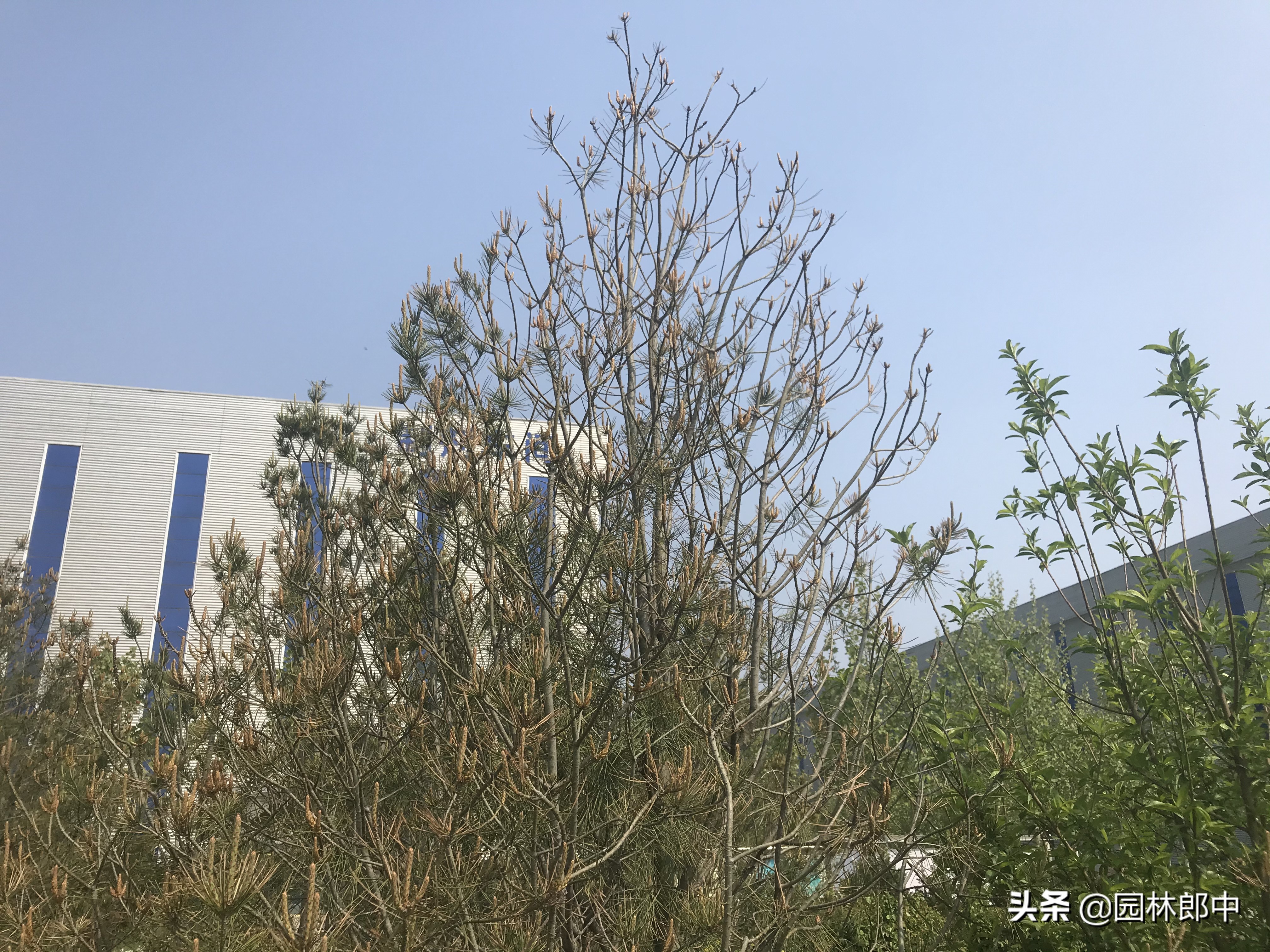 松树叶子干枯是怎么回事,松树的松针发黄是什么原因