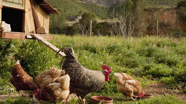 鸡的眼睛被蚊子叮得肿大了怎么办,鸡眼睛肿眼怎么治