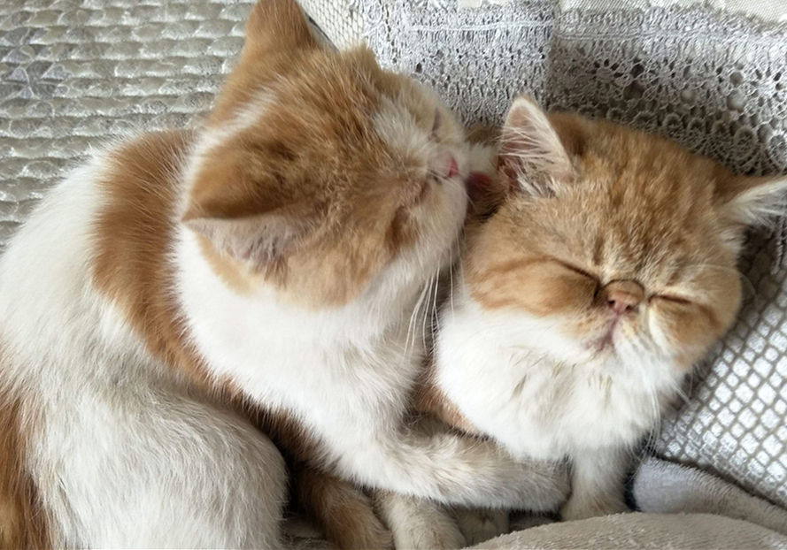 猫咪割眼皮是咋回事,猫咪下眼睑内翻如何自行恢复