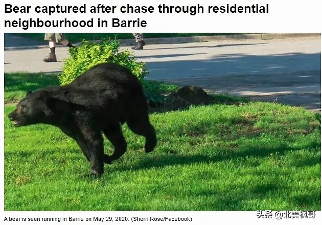 在加拿大最危险的五件事情,加拿大有什么危险动物或昆虫