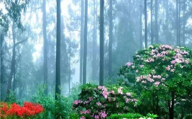 四月芳菲尽黄山杜鹃始盛开,人间四月芳菲尽高山杜鹃始盛开图