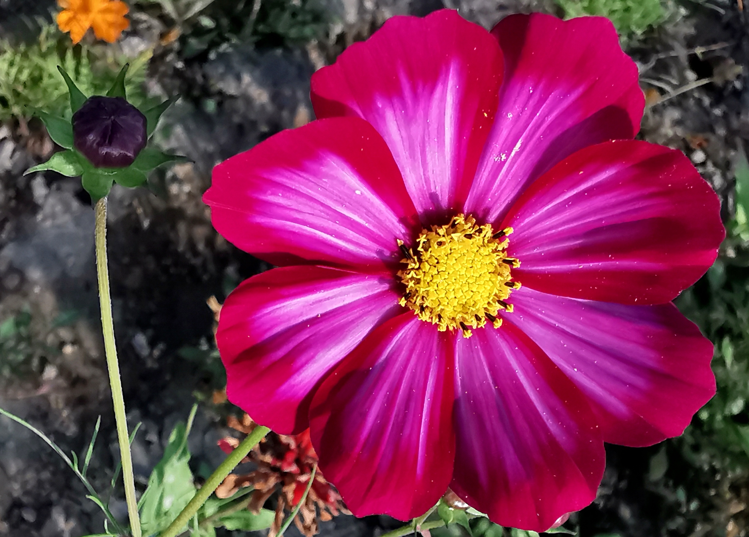 长虹公园小花美（手机拍）