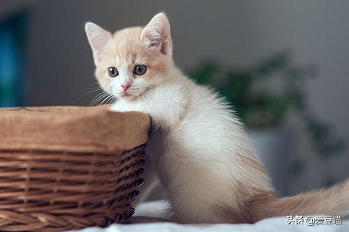 猫癣反反复复总不好怎么办,猫癣反反复复好不了怎么办