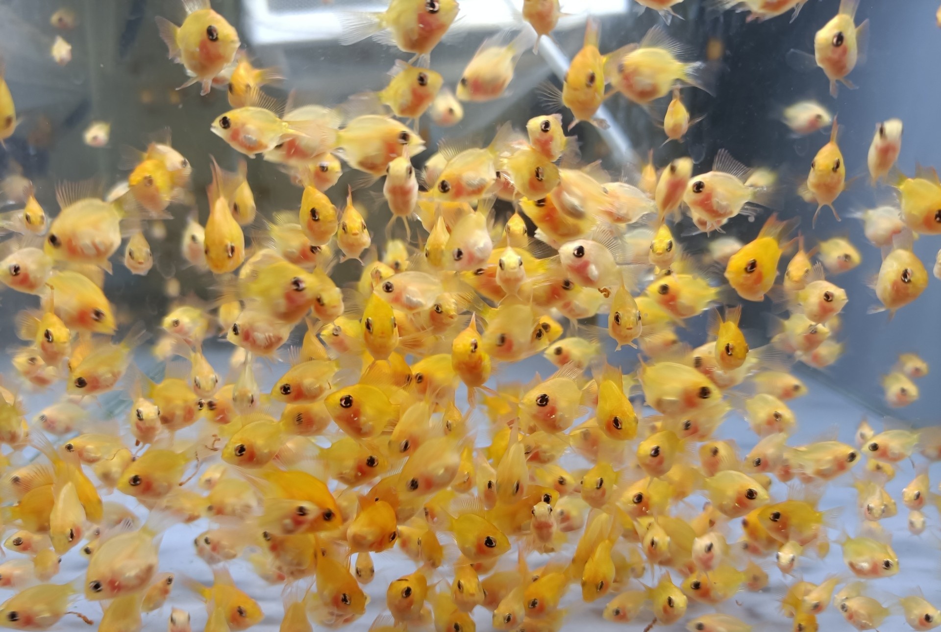 金波子好不好卖,金波子和什么鱼一起养