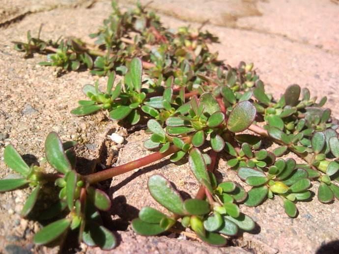 野菜苦苣菜的功效与禁忌,野菜山茄子的功效与作用禁忌