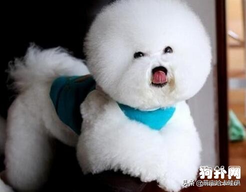 比熊犬有泪痕怎么办,比熊犬泪痕怎么根治