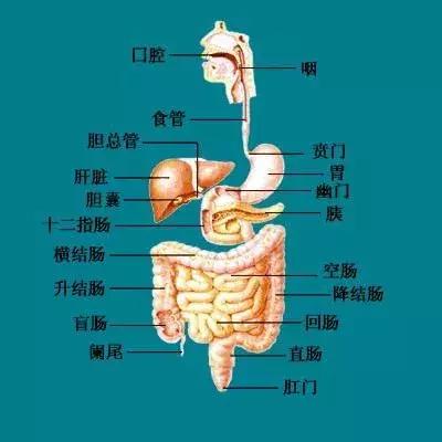 当正常肠道变身迷宫，如何在45分钟“走出”？