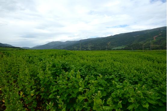 三匠苦荞茶新品,三匠苦荞高膳食纤维正宗黑苦荞茶