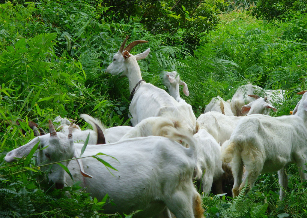 养羊养1000只多少草,养羊放牧100只羊需要多少亩地