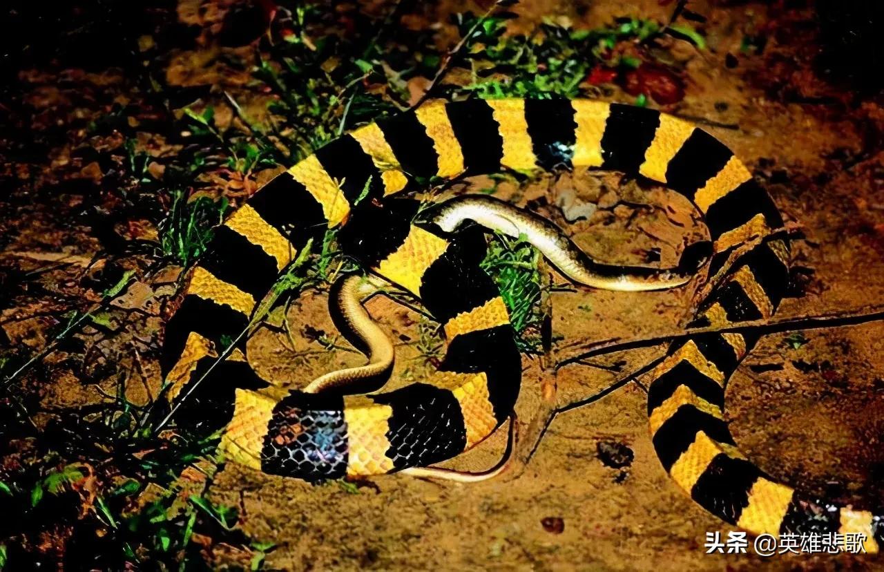 为什么金环蛇没有银环蛇毒性大,金环蛇银环蛇哪种蛇毒性强