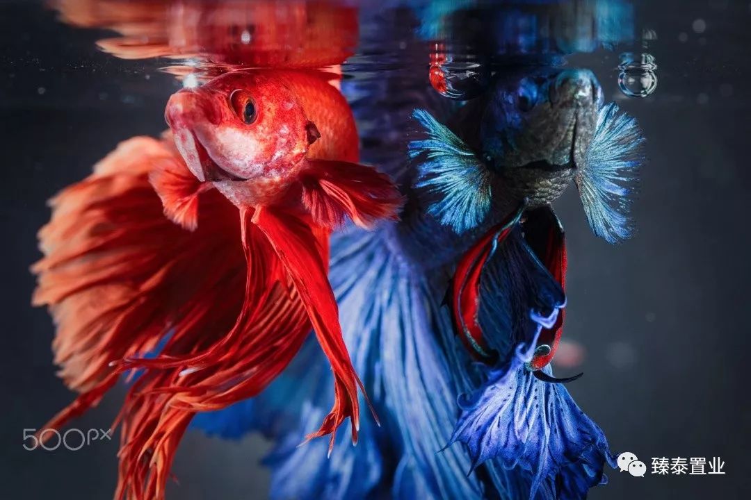 暹罗斗鱼——色与美的战舞