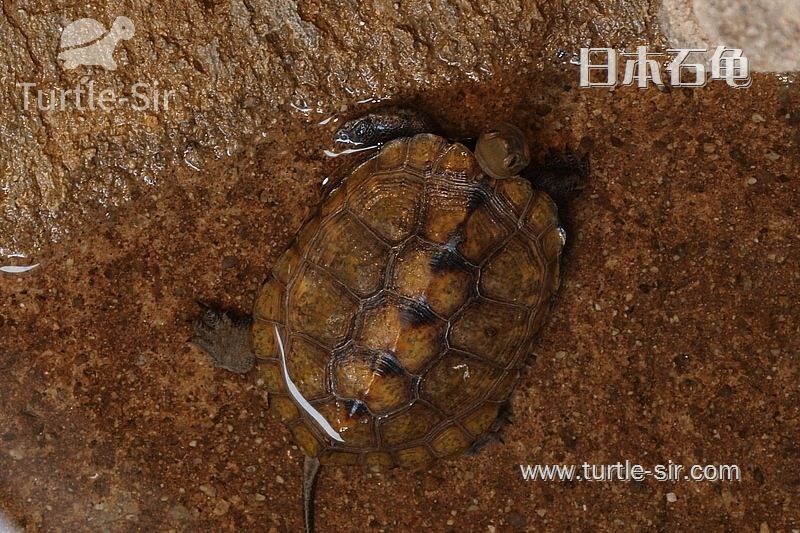 探索岛国灵性宠物——日本石龟「龟谷鳖老」