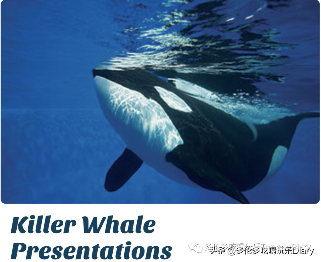 有加拿大签证可以去澳大利亚吗,加拿大护照旅行