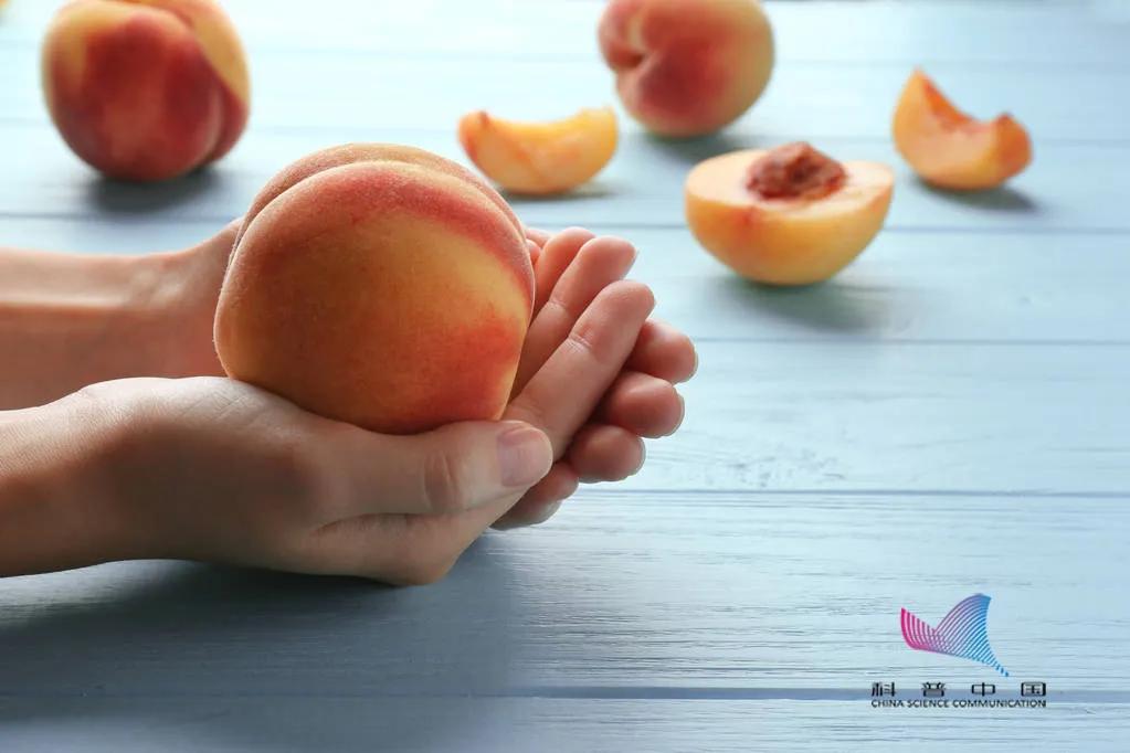 「辽阳科普」桃子上插牙签竟有这种好处！很多人都不知道