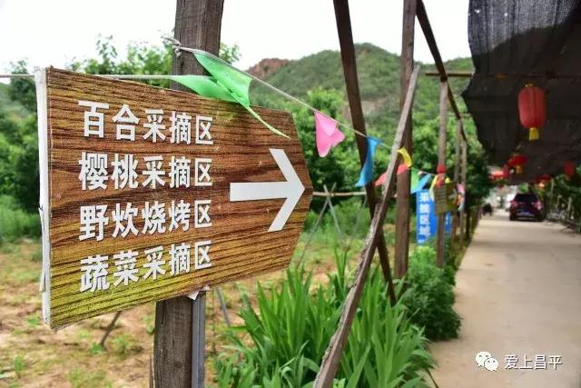 昌平哪里有采摘樱桃的地方,摘樱桃昌平