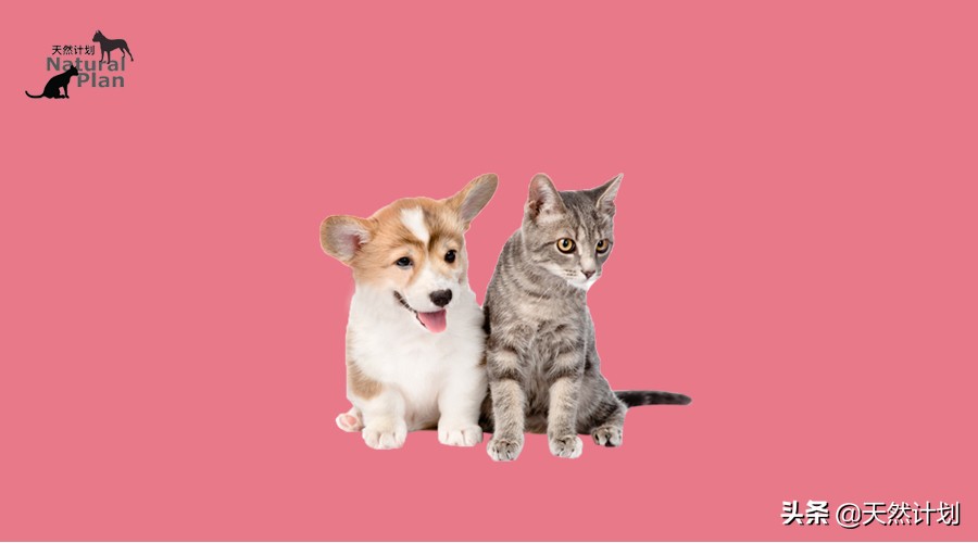 小狗警惕性高吠叫,宠物胆小