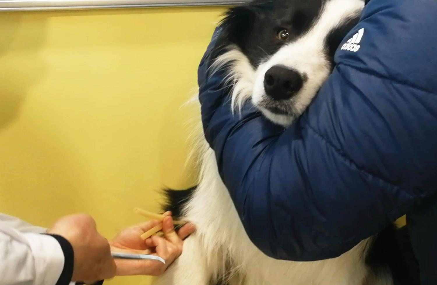 养一个边牧一年大概需要多少费用,养边牧一年费用多少钱