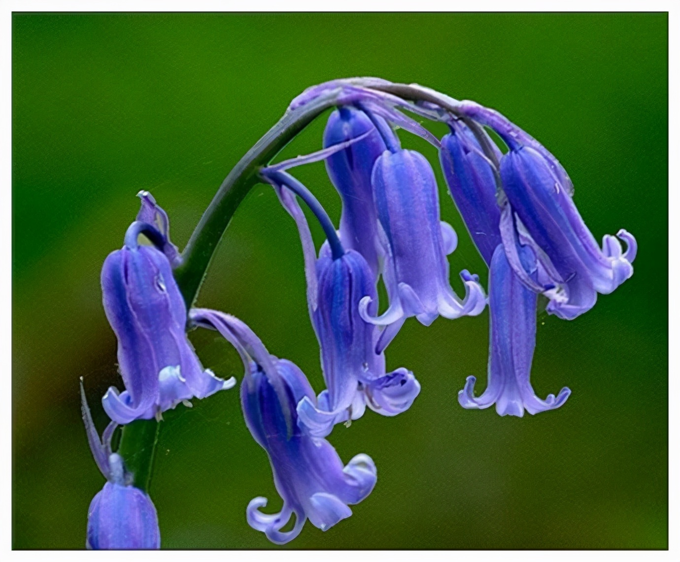 十种蓝色花,常见的六种蓝色花