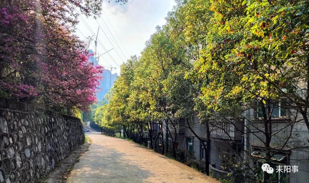 迎接校园里的百花齐放,教室窗外百花齐放