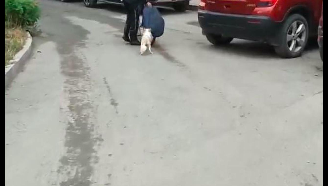 流浪狗举动让人泪目,流浪狗让人心疼害怕却不咬人