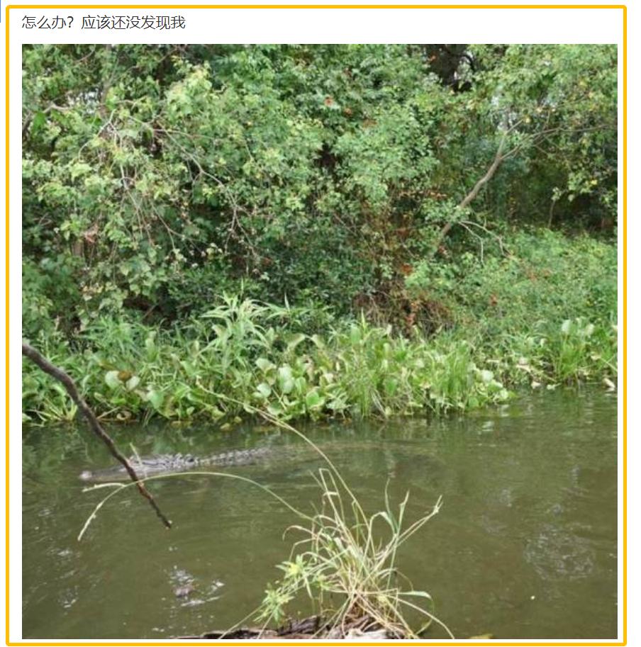 鳄鱼被放生有什么后果,广东一男子钓鱼钓到鳄鱼然后报警