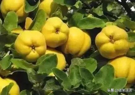 不得不吃的四种国产水果,疆内水果品种大全