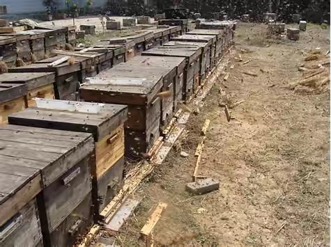 双王群的管理方法,如何用立式隔王栅组建双王群