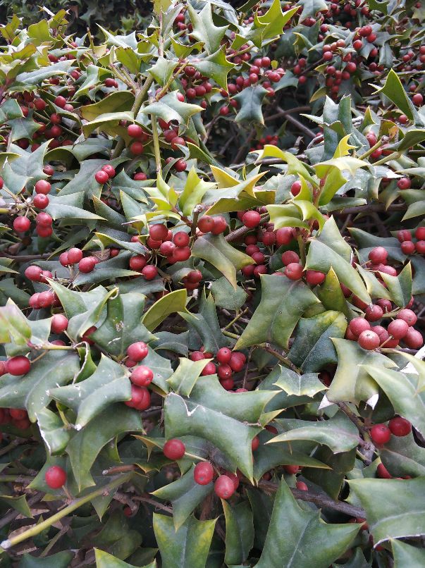 美丽的沙河,沙河一中怎么样