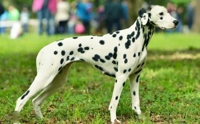 女子发现柯基肚子大了，才意识到被斑点狗祸祸了：友情升级爱情？