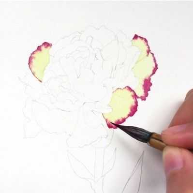 只需7步,就能画出这么美的康乃馨,艺术生快来学习临摹吧,收藏