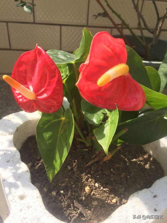 家里养的红掌突然蔫了怎么办,红掌叶子蔫了焦边干枯是怎么回事