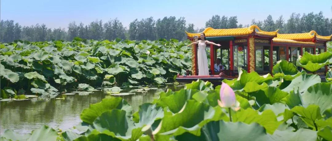 金湖荷花荡图片,金湖荷花荡介绍