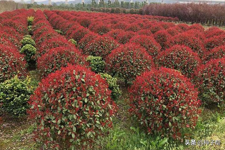 红叶石楠怎么修剪成四方形,高大的红叶石楠用什么修剪