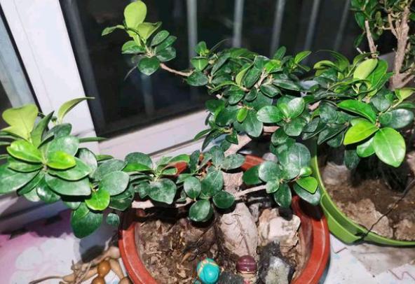 人参榕怎么才能长大肥根,人参榕烂根怎么处理