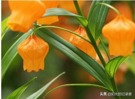 520简短浪漫花语是什么,520朵玫瑰的浪漫花语