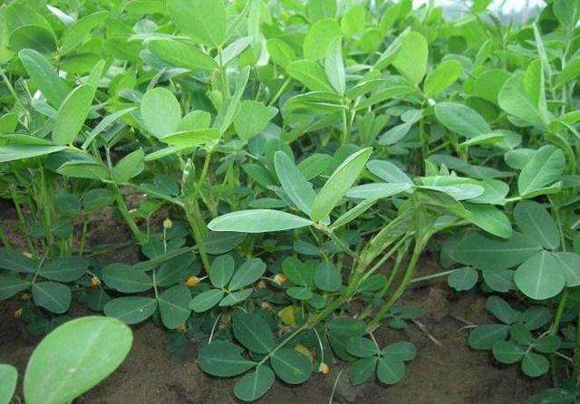 花生生长太旺盛怎么办,花生疯长拦不住怎么办