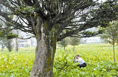 【树木传奇】一片东方神奇树叶——茶树