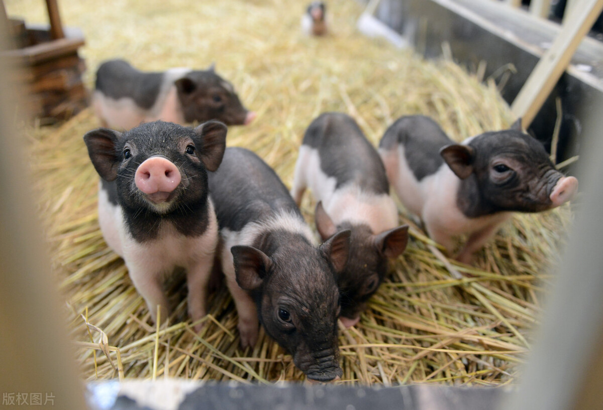 猪水肿病的诊断与治疗