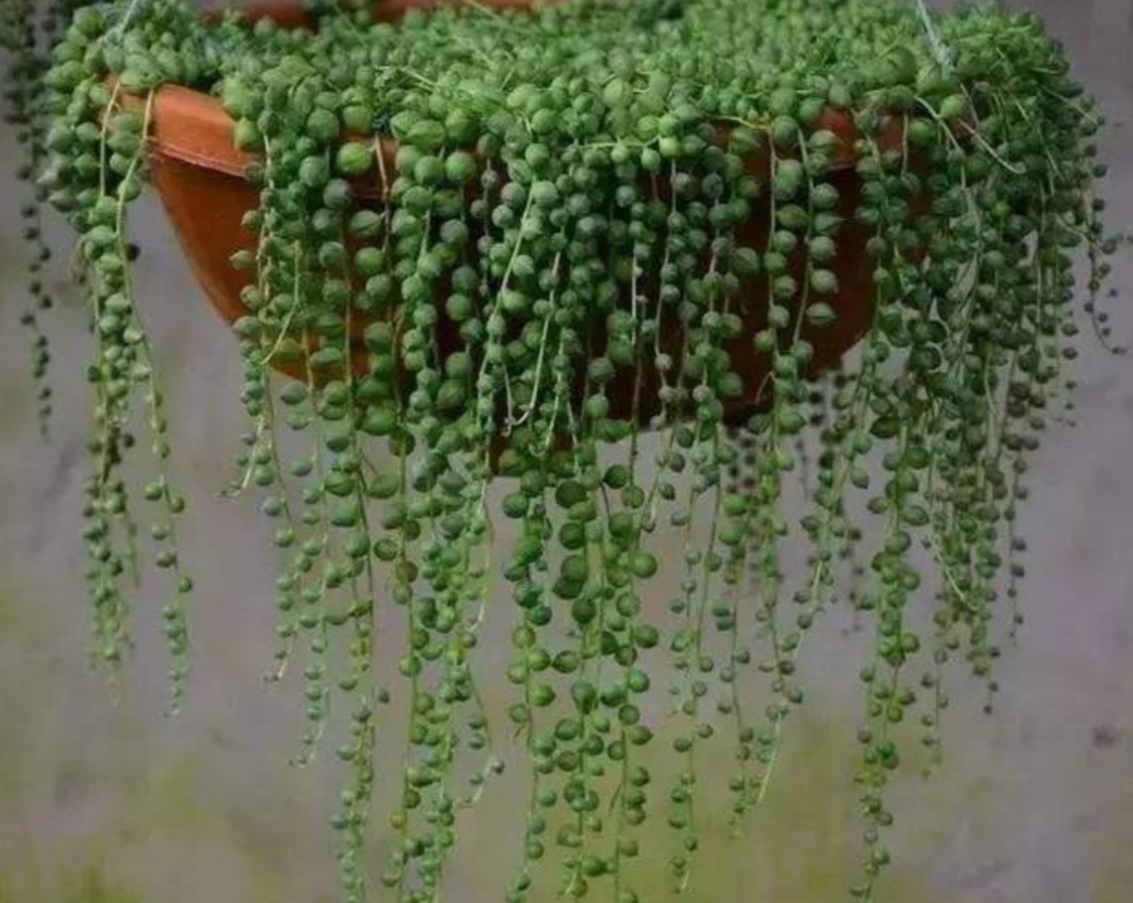 如何养珍珠吊兰,挂珍珠吊兰的花盆