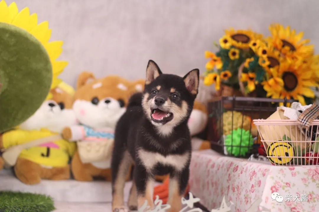 柴犬发疯似的乱叫乱跑然后死亡,柴犬刚接到家发抖