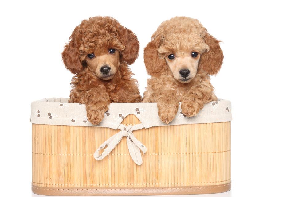 宠物店常见的宠物狗有哪些,宠物店不建议养的狗类