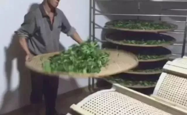 武夷岩茶大红袍讲解词,武夷岩茶大红袍基础知识