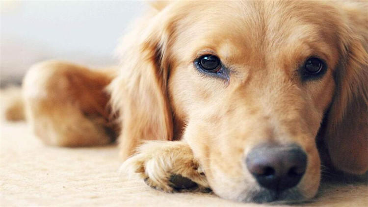 狗狗坐车兜风,狗狗坐车