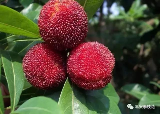 攀枝花哪种水果好吃 (攀枝花两种美味水果)