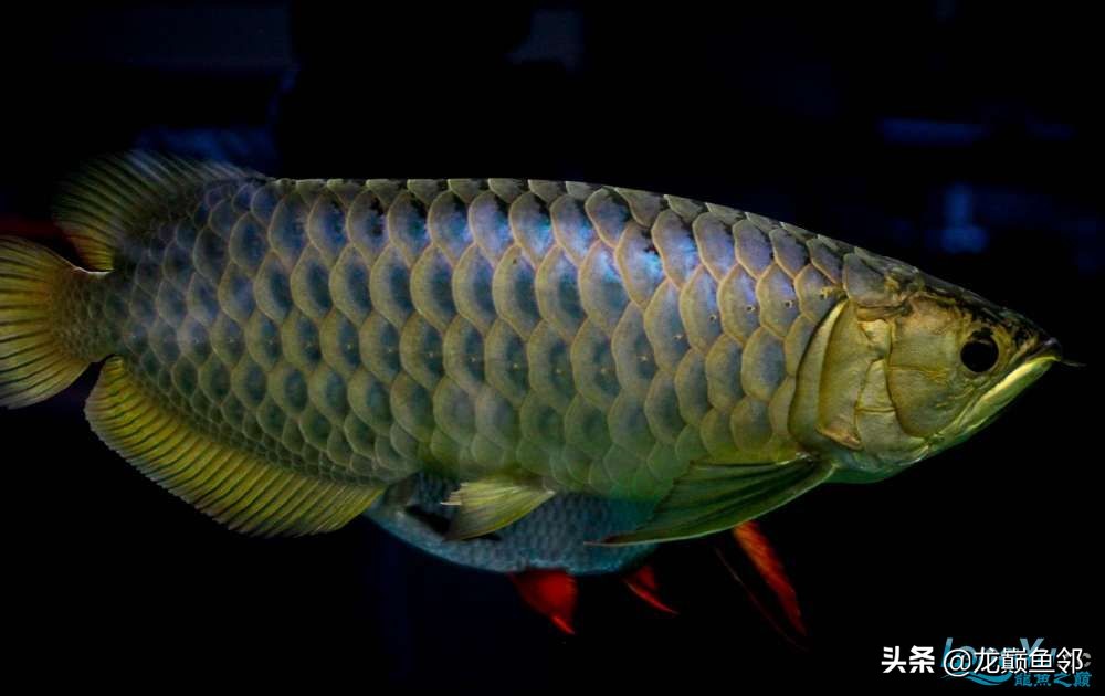 龙鱼不吃食加什么,龙鱼一直不吃食是什么原因